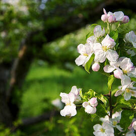 Apple Blossoms in the Orchard by Mary Lee Dereske