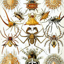 Arachnida by Georgia Clare