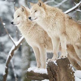 Arctic Wolves Pack In Wildlife, Winter by 4fr
