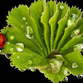 Around the world ladybug style by Jean Noren