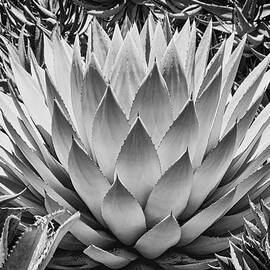 Artichoke Agave B W by Kelley King