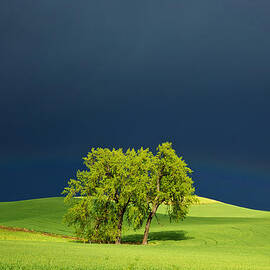 As the Sun Returns by Mary Lee Dereske