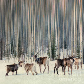 Caribou and trees by Priska Wettstein