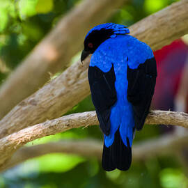 Asian Fairy Bluebird by Flees Photos