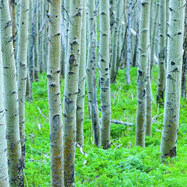 Aspen Tree Forest by Adventure photo