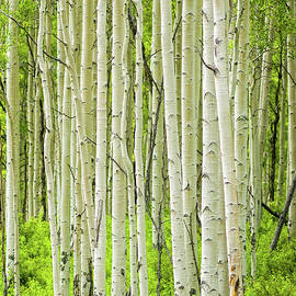 Aspen Trees In Spring by Adventure photo