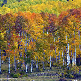 Aspens by Georgia Clare