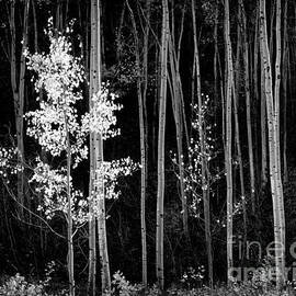 Aspens Northern New Mexico 1958 by Ansel Adams