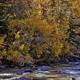 Aspens with Creek by Kelley King