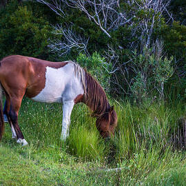Assateague Island Pony by Louis Dallara