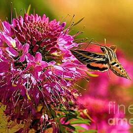 Attracted To Pink by Adam Jewell