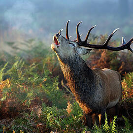 Autumn Call by Markbridger