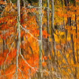 Autumn Forest Reflection by Jeff Sinon