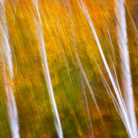 Autumn Impressions Four Birch Trees  by Jeff Sinon