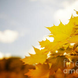 Autumn Leaves by Jelena Jovanovic