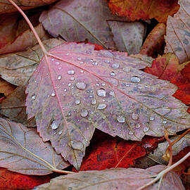 Autumn Melange by Rona Black