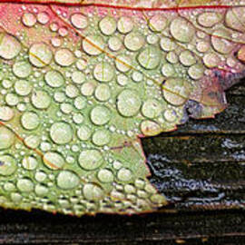 Autumn Raindrops Maple Leaf In The Rain by Jeff Sinon
