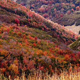 Autumn by Rona Black