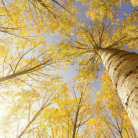 Autumn Tree In The Forest Of Vermont - by Franckreporter
