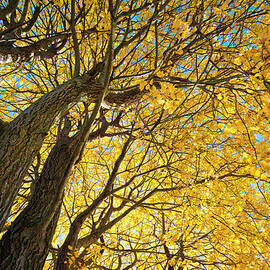Autumn Yellow Leaves On A Tree by Cirano83