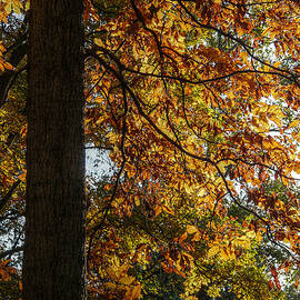 Autumnal  by Richard Reeve