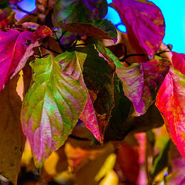 Autumns wake up call by Louis Dallara