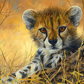 Baby Cheetah  by Lucie Bilodeau