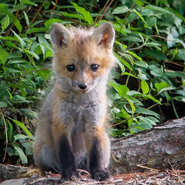 I know I'm cute by Stacy Abbott