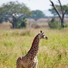 Baby Giraffe by Jnhphoto