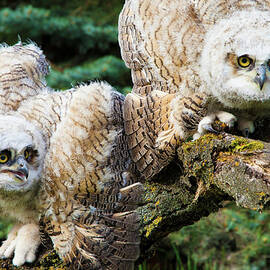 Baby Great Horned Owls Bubo Virginianus by Steve Nagy Design Pics