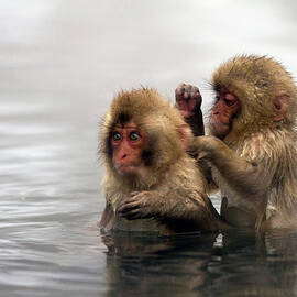 Baby Japanese Macaques Snow Monkeys by Oscar Tarneberg