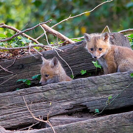I'm hungry by Stacy Abbott