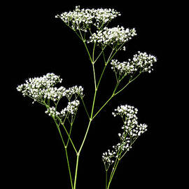 Babys Breath Flowers by Diane Macdonald