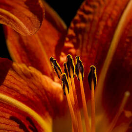 Backlit Lily by Jean Noren