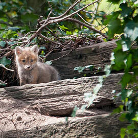 Backyard Baby Fox by Stacy Abbott