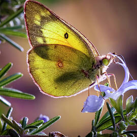 Backyard Butterfly by Dean Fikar