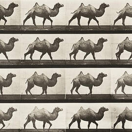 BACTRIAN CAMEL WALKING by Celestial Images