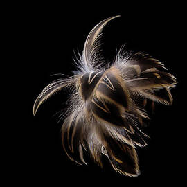 Bad hair day by Jean Noren