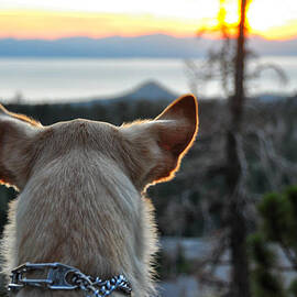 Bailey and Sunset - Lake Tahoe - Nevada by Bruce Friedman