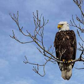Bald Eagle by Aaron J Groen