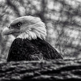 Bald Eagle by Flees Photos