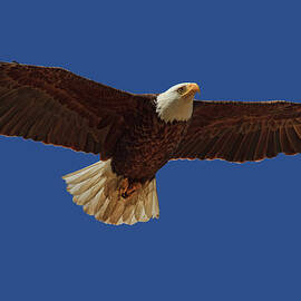 Bald Eagle Close Encounter by Beth Sargent