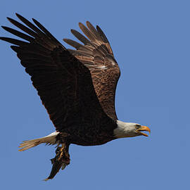 Bald Eagle Gone in Five Seconds by Beth Sargent