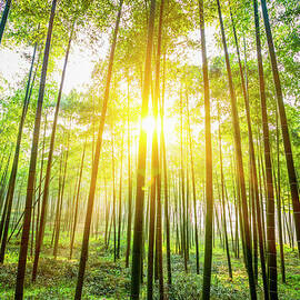 Bamboo Forest by Chinaface