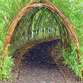 Bamboo Tunnel by Olivier Le Queinec