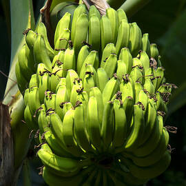 Bananas on a Banana tree by Flees Photos