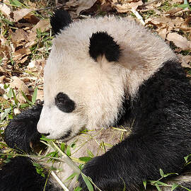 Bao Bao is not Bamboozled by Richard Reeve