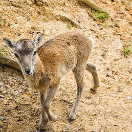 barbary sheep kid by Flees Photos