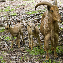 barbary sheep male with two kids by Flees Photos