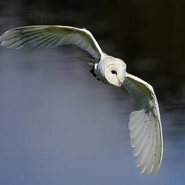 Barn Owl by Grant Glendinning